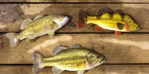 FishingPlanet图集展示3